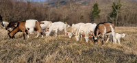 Koze i jarci za rasplod