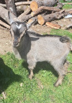 Patuljaste (mini) koze