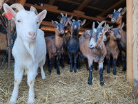 Prodajem jarčeve,francuska alpina