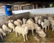 Prodajem janjce(Akcija)