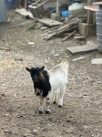 Prodajem patuljastok jarca, star 1 godinu.