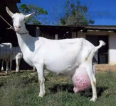 Rodoniska sanska koza