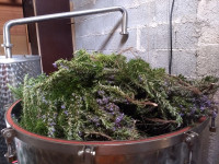 Prodajem eterično ulje i hidrolat ružmarina