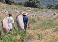 HIDROLAT SMILJE 4 eur - 1 lit