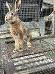 Divlji zečevi - Akcija na mlade zečeve! Već od 60€!