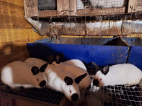 KALIFORNIJSKI KUNIĆI