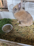 kunič