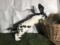 njemački orijaški šarc