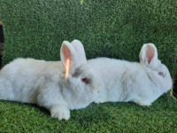 Novozelandski bijeli kunići