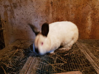 PANONSKI KUNIĆI,CRVENI NOVOZELANDSKI