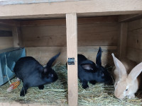 Prodajem mlade zečice