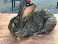 Zec belgijski orijaš