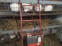 Panonski bijeli kunić