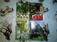 Moj pas 2008. godina - 4 komada