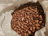 Domaći lješnjak 1kg 11e