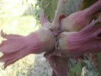 Lješnjak Brazilski i Istarski Lješnjak