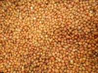 Očišćeni lješnjak