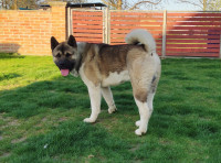 Američka akita mužjak za parenje