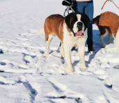 Bernardinac mužjak spreman za