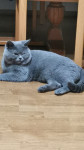Britanski( plavi) mačak za parenje