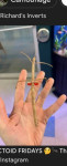 Budwing stick insect