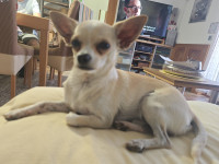 CHIHUAHUA-čivavac za parenje
