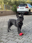 Francuski buldog muski za parenje