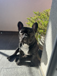 Francuski buldog mužijak za parenje
