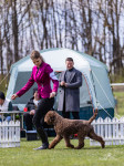 Lagotto Romagnolo mužjak-Mladi prvak Hrvatske