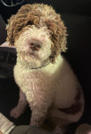 Lagotto romagnolo - parenje