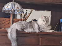Maine Coon mačak s rodovnicom - za parenje ili prodaju.