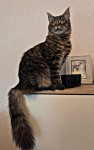 Maine Coon