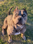 Parenje ženke American bully XL
