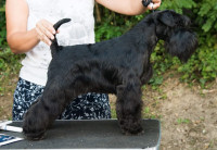 Patuljasti šnaucer crni za parenje