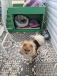 Pomeranac Jimmy (cream sable) 1 god i 3 mj traži curu za parenje♡