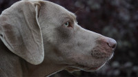 Spreman za parenje Weimaraner / Vajmarski ptičar