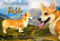 Welsh corgi pembroke mužjak za parenje