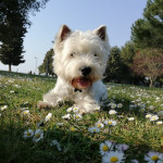 WESTY mužjak za parenje -- BEZ NAKNADE  !!!