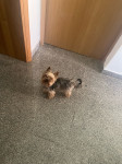 Yorkshire terrier za parenje