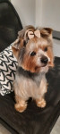 Yorkshire terrier za parenje