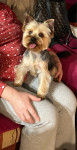 YORKSHIRE TERRIER/yorki za parenje