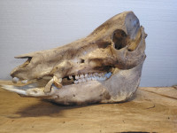 Lubanja divlje svinje, vepra