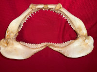 Ralje morskog psa -preparirano