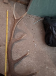 Rog od  jelena, odbačeni, 1.400 kg, 74 cm, 5 paroška