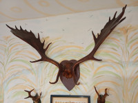 rogovi jelena lopatara