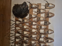 Trofeji jelenske, srneće, muflonske i divlje svinje