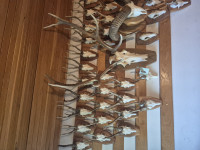 Trofeji srneći, jelenski, veprovi