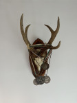 Trofejni rogovi srnjaka “srebrni”