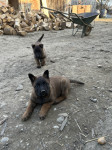 Belgijski ovčar Malinois štenci