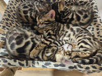 Bengalski mačići. Bengalska mačka sa rodovnicom